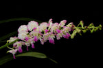 Carica l'immagine nel visualizzatore Galleria, Rhynchorides Memoria Suranaree var pink