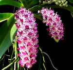 Load image into Gallery viewer, Rhynchostylis gigantea Mix - XXL