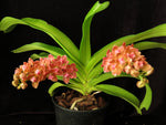 Carica l'immagine nel visualizzatore Galleria, Rhynchostylis gigantea orange