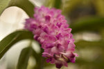 Carica l'immagine nel visualizzatore Galleria, Rhynchostylis retusa x Rhynchostylis coelestis