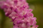 Carica l'immagine nel visualizzatore Galleria, Rhynchostylis retusa x Rhynchostylis coelestis