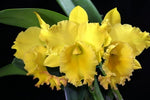 Carica l'immagine nel visualizzatore Galleria, Rhyncholaeliocattleya Ta-Shiang Yellow Dragon "Puti Gold"