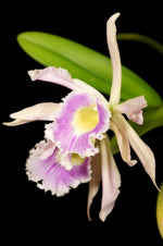 Carica l'immagine nel visualizzatore Galleria, Brassolaelia Digbyano-Purpurata (B. digbyana x L. purpurata)