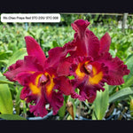 Carica l'immagine nel visualizzatore Galleria, Rhyncholaeliocattleya Chao Praya Red
