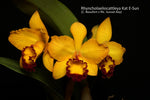 Carica l'immagine nel visualizzatore Galleria, Rhyncholaeliocattleya Kat E-Sun 'Taiyoung No. 3' (Cattleya Beaufort x Rhyncholaeliocattleya Sunset Bay)