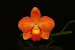 Carica l'immagine nel visualizzatore Galleria, Rhyncholaeliocattleya Lam's Haven (RlC. Samantha Duncan × C. Chief Gem)