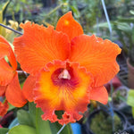 Carica l'immagine nel visualizzatore Galleria, Rhyncholaeliocattleya Golf Orange 'Sunkist'