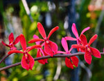 Carica l'immagine nel visualizzatore Galleria, Renanopsis Lena Rowold (Renanthera storiei × Vandopsis lissochiloides)