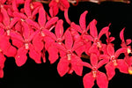 Carica l'immagine nel visualizzatore Galleria, Renanstylis Bangkok Beauty 'Audrey' AM/AOS (Renanstylis Azimah × Renanthera Bangkok Flame)