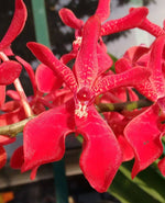 Carica l'immagine nel visualizzatore Galleria, Renanstylis Bangkok Beauty 'Audrey' AM/AOS (Renanstylis Azimah × Renanthera Bangkok Flame)