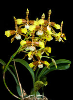 Carica l'immagine nel visualizzatore Galleria, Rossioglossum grande