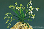 Carica l'immagine nel visualizzatore Galleria, Neofinetia falcata 'Ryokusenho' 녹천보 绿泉寶