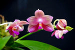Carica l'immagine nel visualizzatore Galleria, Phalaenopsis Yungho Little Baby (Clone) Mainshow