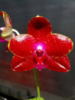 Carica l'immagine nel visualizzatore Galleria, Phalaenopsis Miro Gold Mosia ’Sun’ (Clone) Mainshow