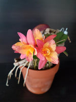 Carica l'immagine nel visualizzatore Galleria, Cattleya Tangerine Fire 'Mini Sun' (cernua × Pink Flash)