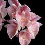 Carica l'immagine nel visualizzatore Galleria, Catasetum Jamie Lawson 'xoxo'