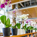 Carica l'immagine nel visualizzatore Galleria, Bacchette in acrilico per Orchidee