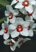 Carica l'immagine nel visualizzatore Galleria, Sarcochilus hartmannii x Fitzhart