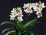 Carica l'immagine nel visualizzatore Galleria, Sarcochilus hartmannii x Fitzhart
