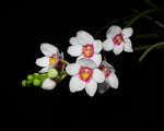 Carica l'immagine nel visualizzatore Galleria, Sarcochilus hartmannii x Fitzhart