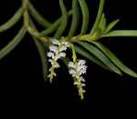 Carica l'immagine nel visualizzatore Galleria, Schoenorchis micrantha