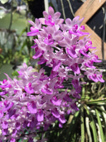 Carica l'immagine nel visualizzatore Galleria, Seidenfadenia mitrata var. pink