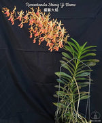 Carica l'immagine nel visualizzatore Galleria, Renantanda Sheng Yi Flame (R. imschootiana × V. lamellata)