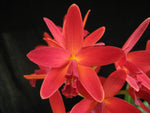 Carica l'immagine nel visualizzatore Galleria, Sophrolaeliocattleya Hsiang Yu Red Pearl 'Red Dragonfly'