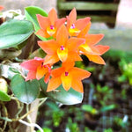 Carica l'immagine nel visualizzatore Galleria, Sophronitis cernua 'laranja clara'