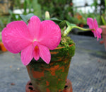 Carica l'immagine nel visualizzatore Galleria, Sophronitis wittigiana