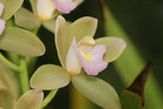 Carica l'immagine nel visualizzatore Galleria, Cymbidium Sweet Heart 'Sakura' = Wild Green