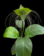 Carica l'immagine nel visualizzatore Galleria, Tacca chantrieri 'Green Isle'