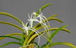 Carica l'immagine nel visualizzatore Galleria, Neofinetia falcata 'Taiyoden' 太陽殿