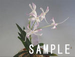 Carica l'immagine nel visualizzatore Galleria, Neofinetia falcata 'Tensyou' 天晶