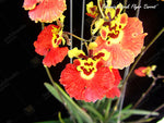 Carica l'immagine nel visualizzatore Galleria, Tolumnia Jairak Flyer 'Carrot'