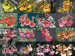 Carica l'immagine nel visualizzatore Galleria, Tolumnia Colori vari