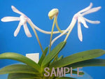 Carica l'immagine nel visualizzatore Galleria, Neofinetia falcata 'Unkai' 운해 雲海