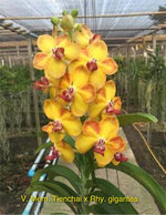 Carica l'immagine nel visualizzatore Galleria, Vandachostylis Ploenpit Prize (Vanda Mem. Thienchai x Rhy. gigantea)