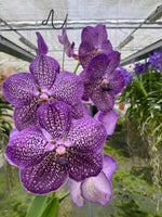 Carica l'immagine nel visualizzatore Galleria, Vanda Deep Purple Spots