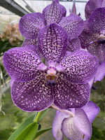Carica l'immagine nel visualizzatore Galleria, Vanda Deep Purple Spots