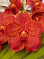 Carica l'immagine nel visualizzatore Galleria, Vanda Fire Red