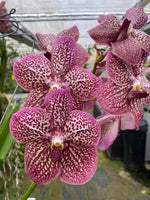 Carica l'immagine nel visualizzatore Galleria, Vanda French Rose Spot