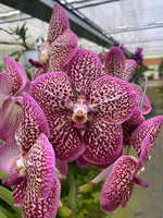 Carica l'immagine nel visualizzatore Galleria, Vanda French Rose Spot