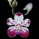 Carica l'immagine nel visualizzatore Galleria, Vanda Kultana Fragrance x V. luzonica