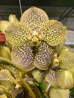 Carica l'immagine nel visualizzatore Galleria, Vanda Maroon Spot