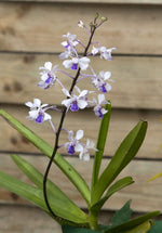 Carica l'immagine nel visualizzatore Galleria, Vanda coerulescens