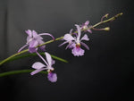 Carica l'immagine nel visualizzatore Galleria, Vanda coerulea x Holcoglossum subulifolium