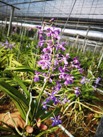 Carica l'immagine nel visualizzatore Galleria, Vanda coerulescens x hindsii