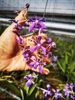 Carica l'immagine nel visualizzatore Galleria, Vanda coerulescens x hindsii