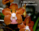 Carica l'immagine nel visualizzatore Galleria, Vanda denisoniana x Mimi Palmer